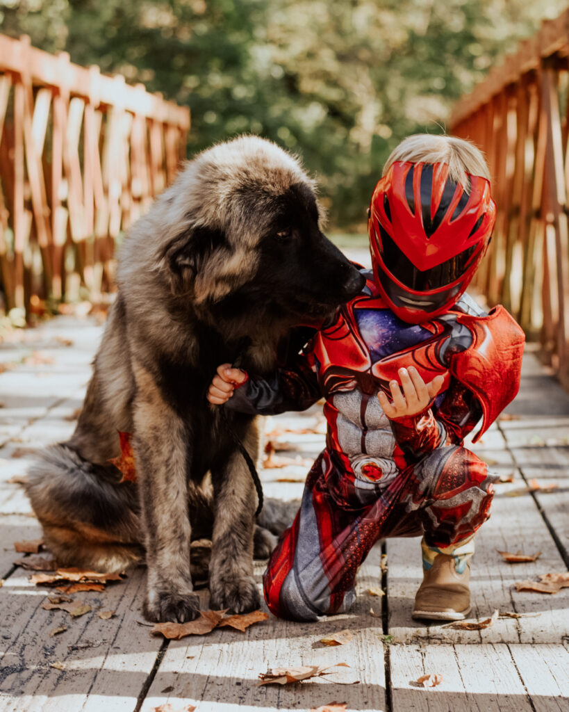 Purebred Estrela Mountain dog sitting with a child on a bridge