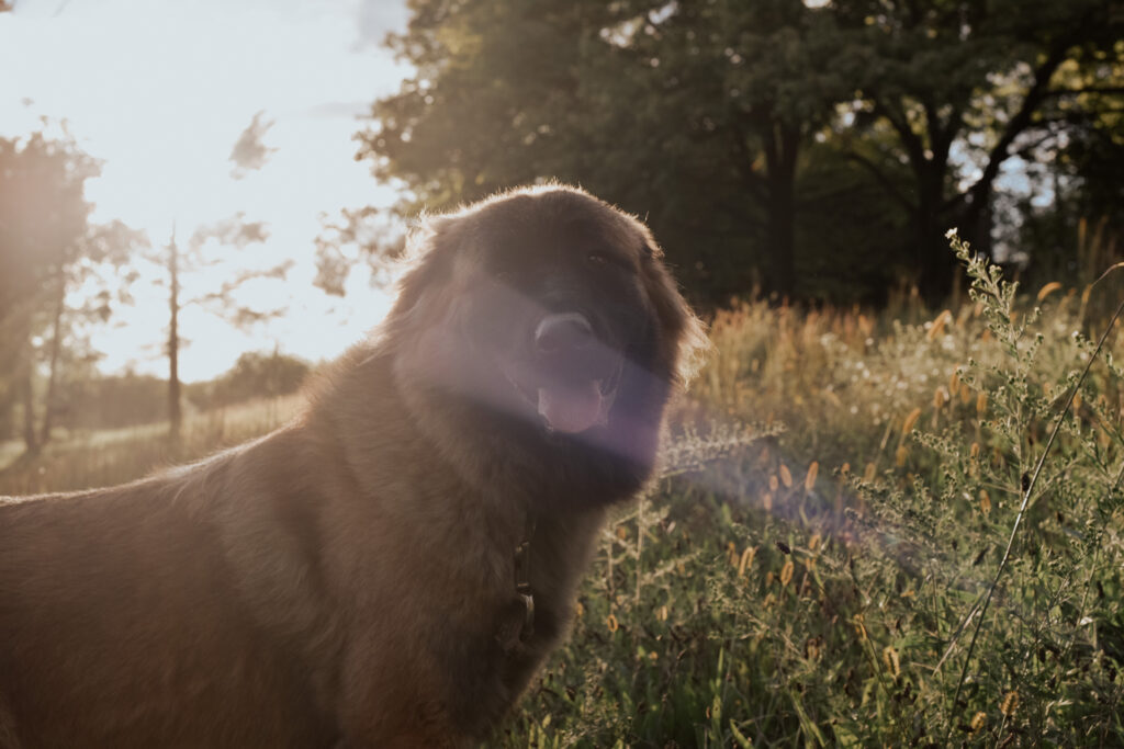 estrela mountain dog temperament