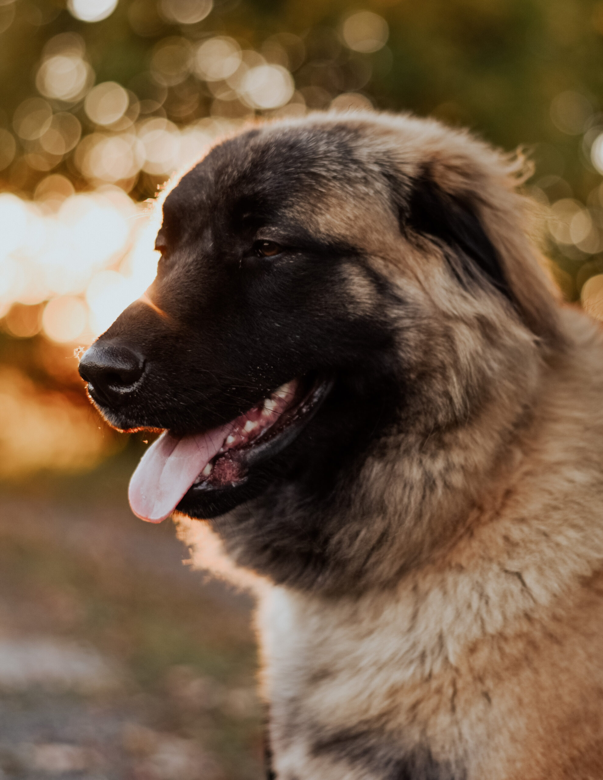 can i shave the estrela mountain dog