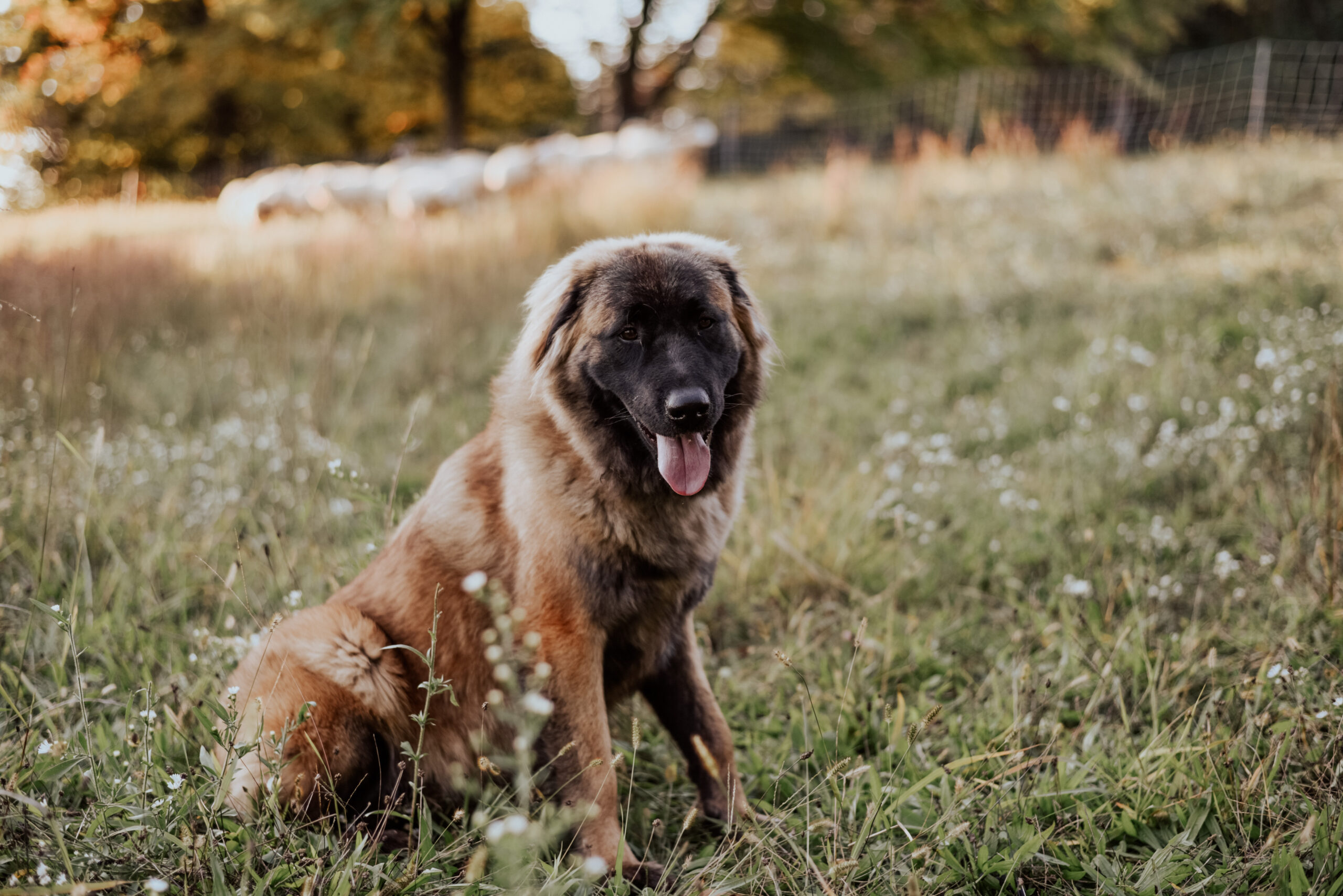 Estrela Mountain Dog in the USA at sunset