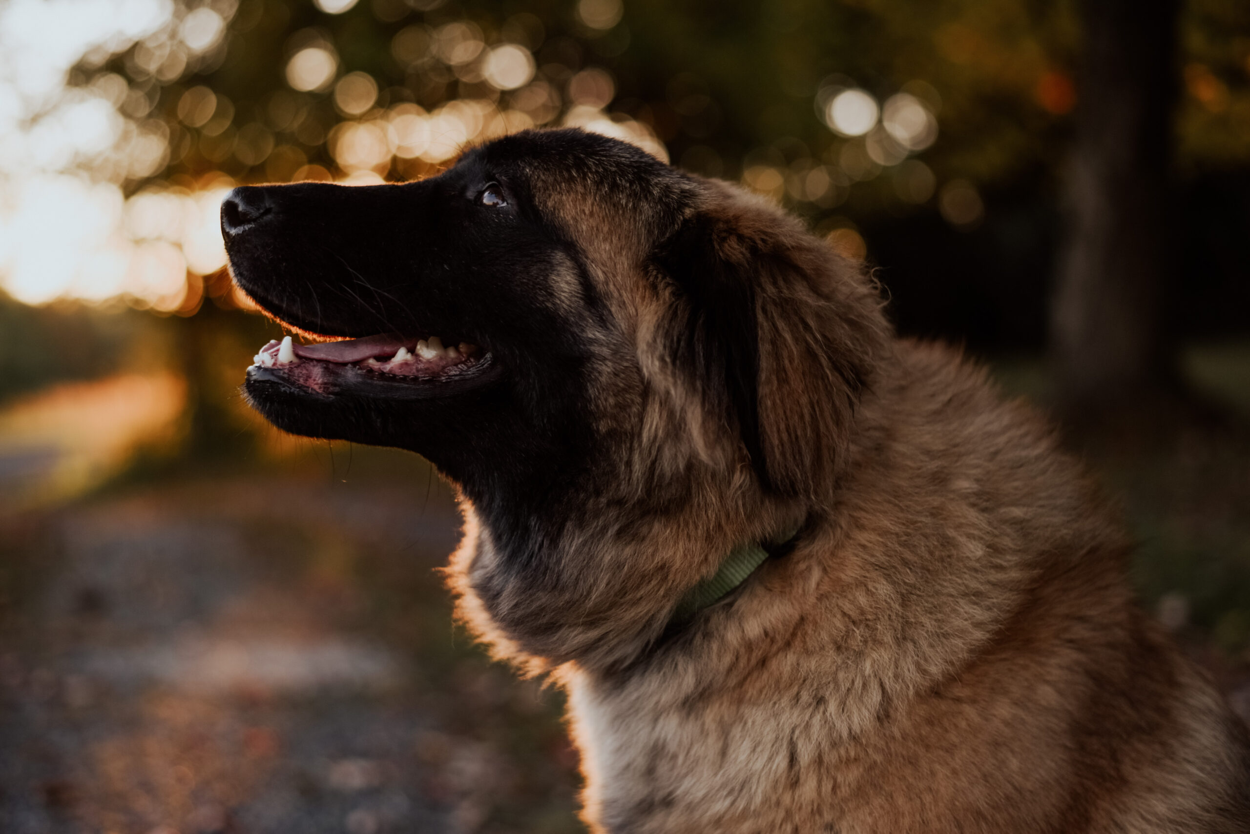 Pros and cons of the Estrela mountain dog