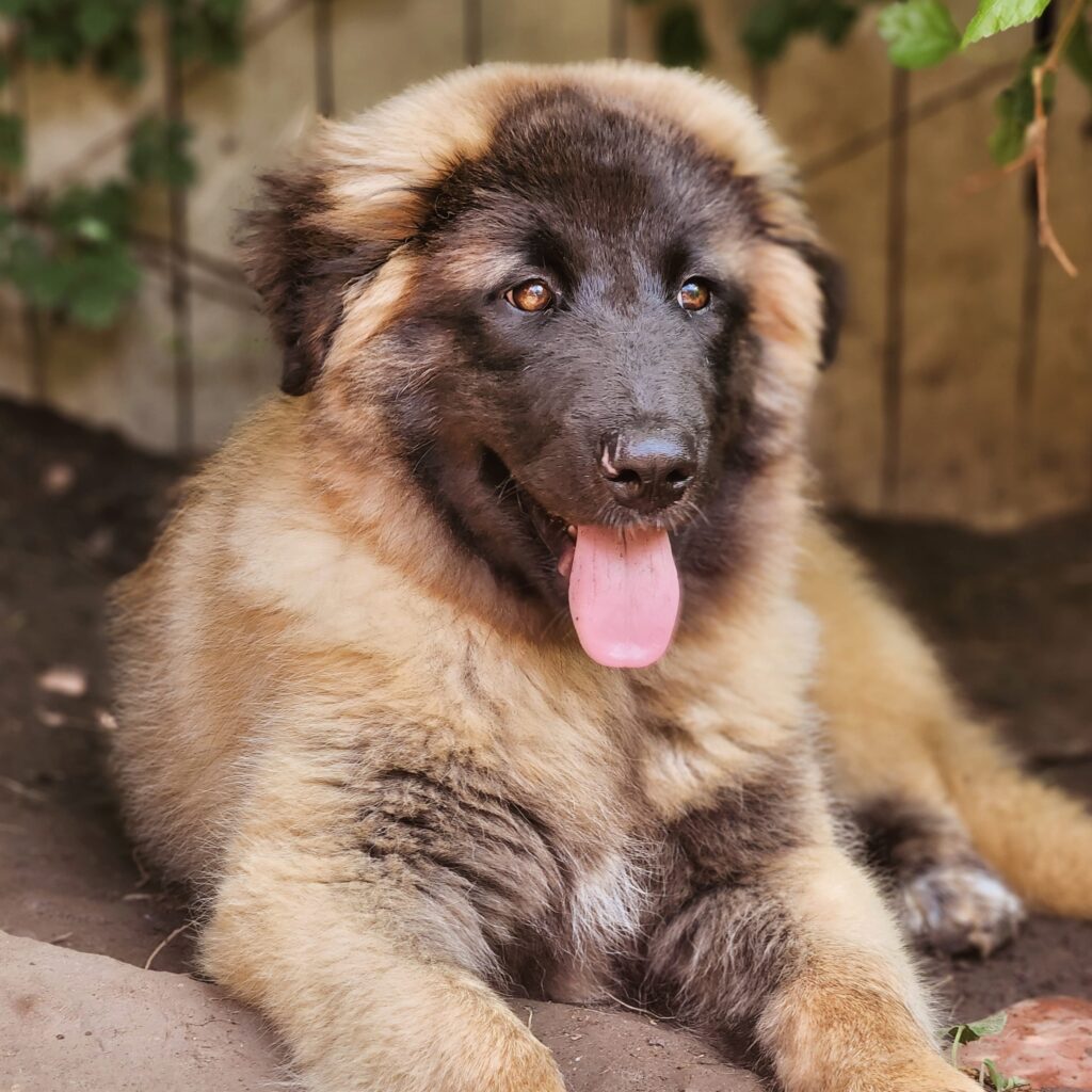 estrelamountaindogs.com livestock guardian dog puppy for sale
