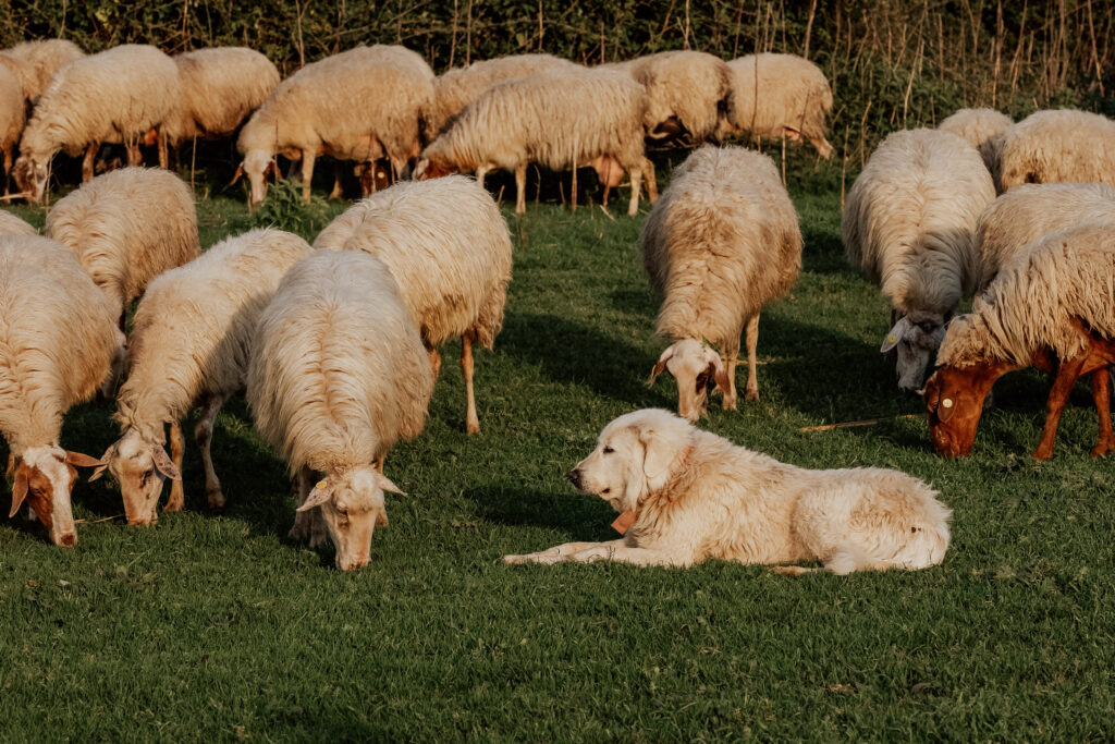 Great Pyrenees are a dog breed developed to protect sheep and blend in to the herd with their white coats.