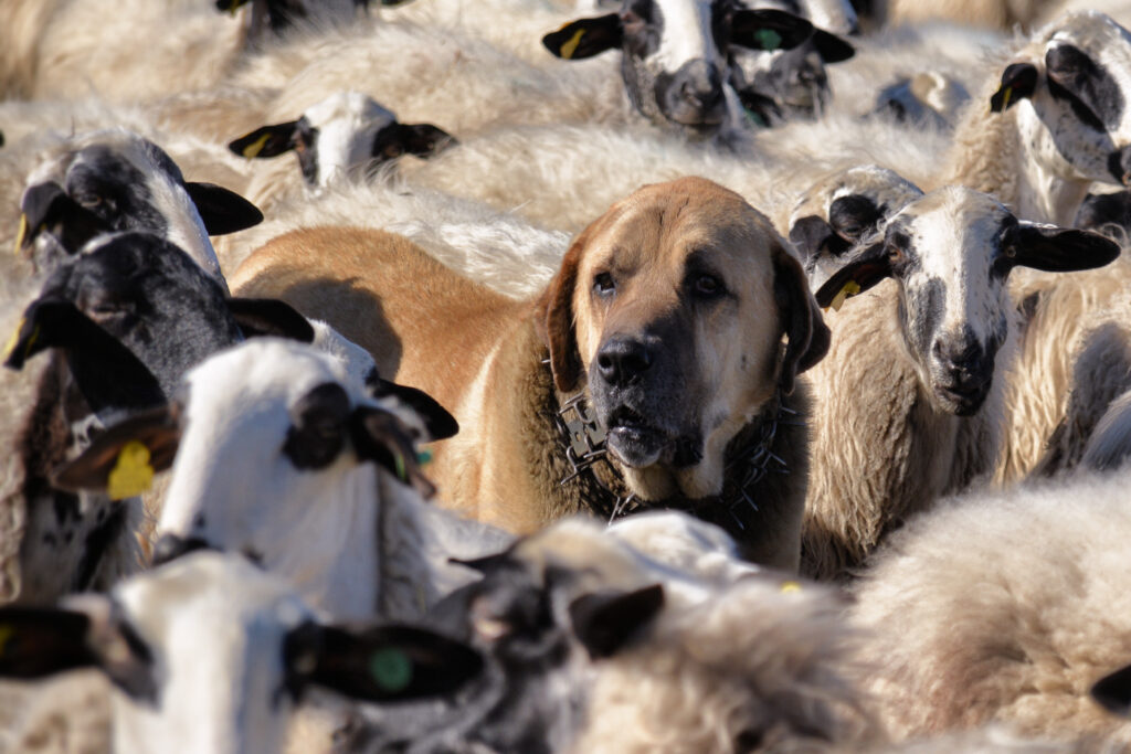 A dog breed used to protect sheep is called a livestock guardian breed. 