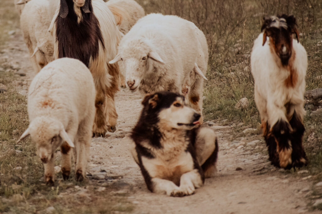 Livestock guardian dog breed with sheep in a native herd