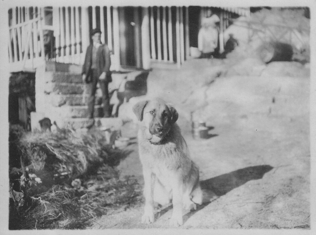 Estrela Mountain Dog Breed female from the 1920s owned by the Golden Feather Kennel in Portugal