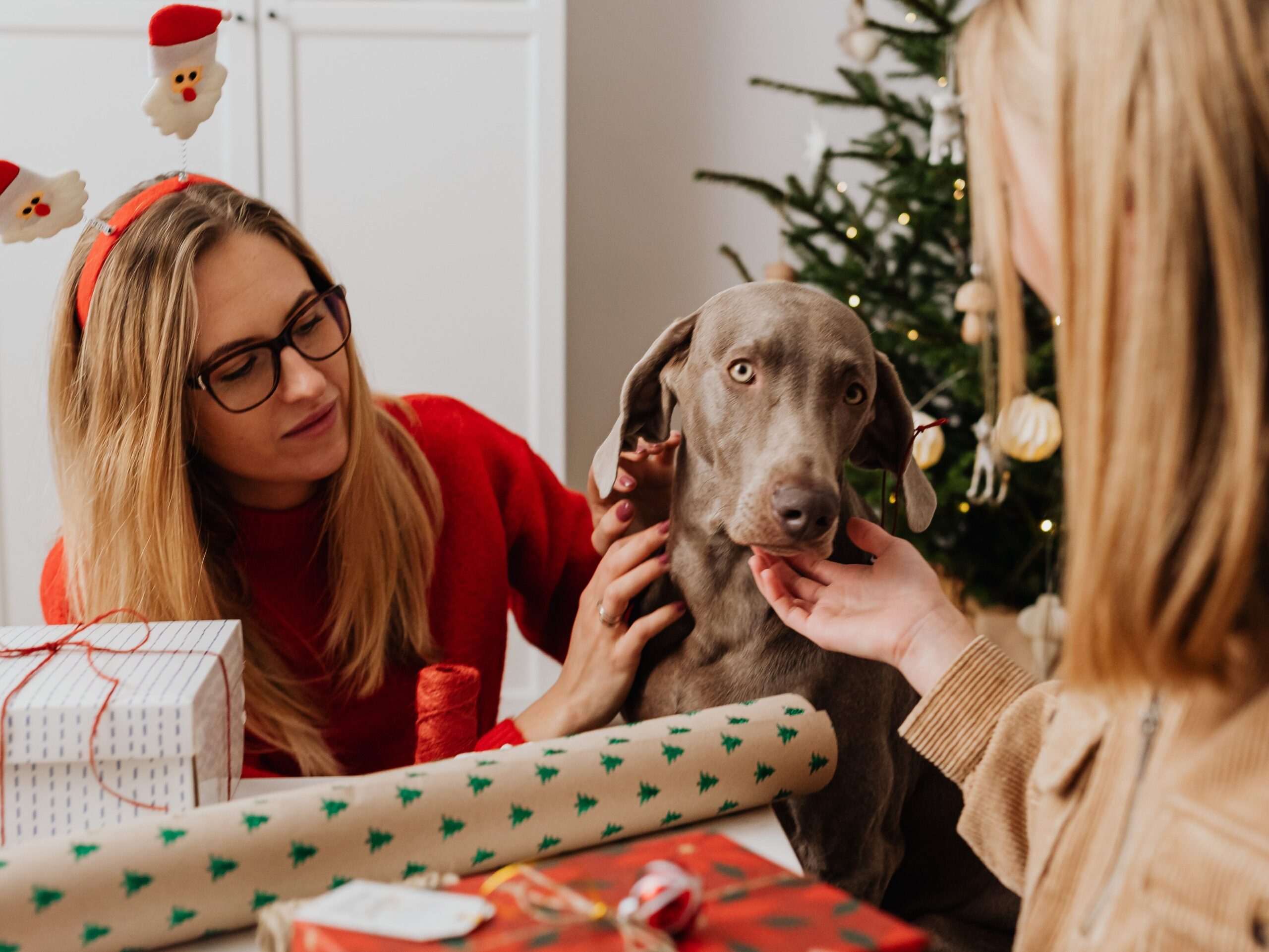 best holiday gift guide for dogs, from Christmas gifts to stockings.