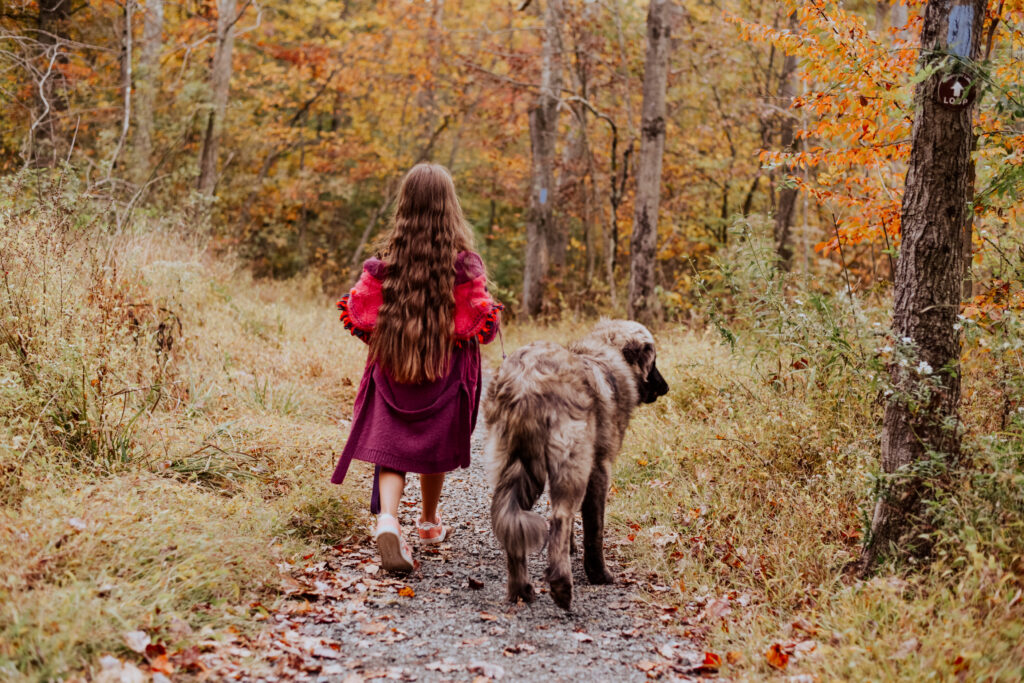 A little girl walking an Estrela Mountain Dog in a forest with fall leaves and orange foliage.
