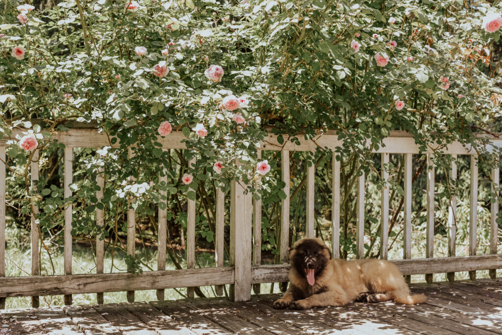 estrela mountain dog puppy lying underneath a rose bush 
