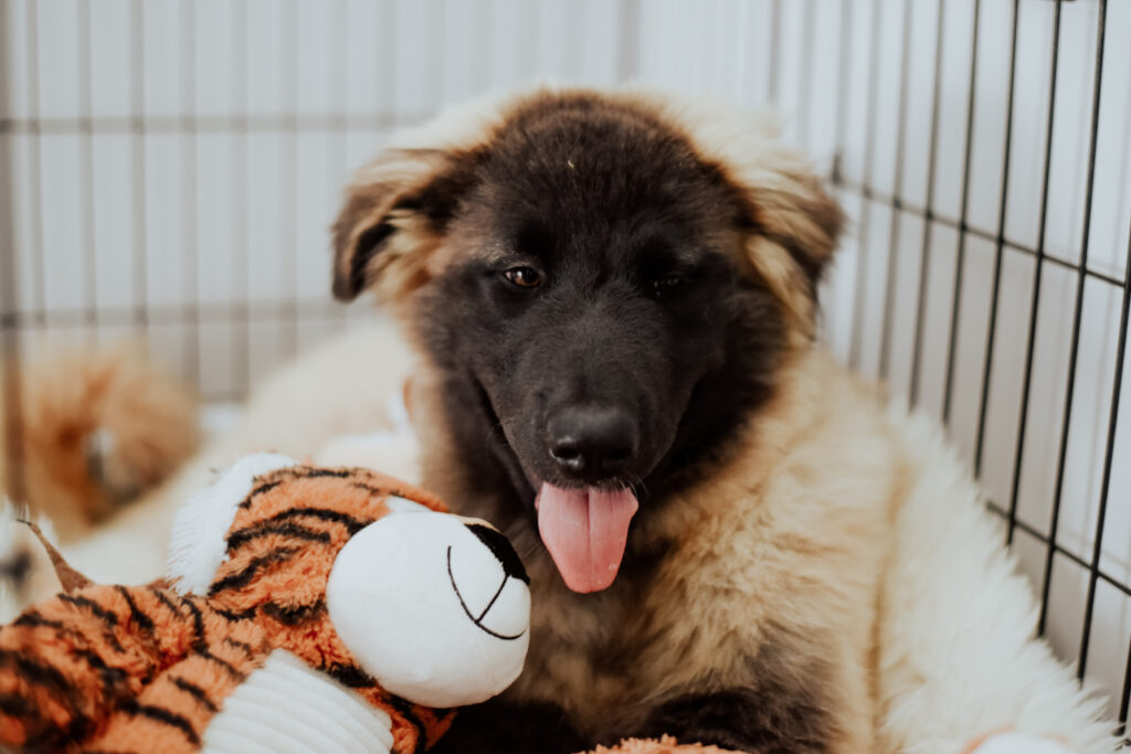 Estrela mountain dog puppy in a crate with her stuffed animal toys