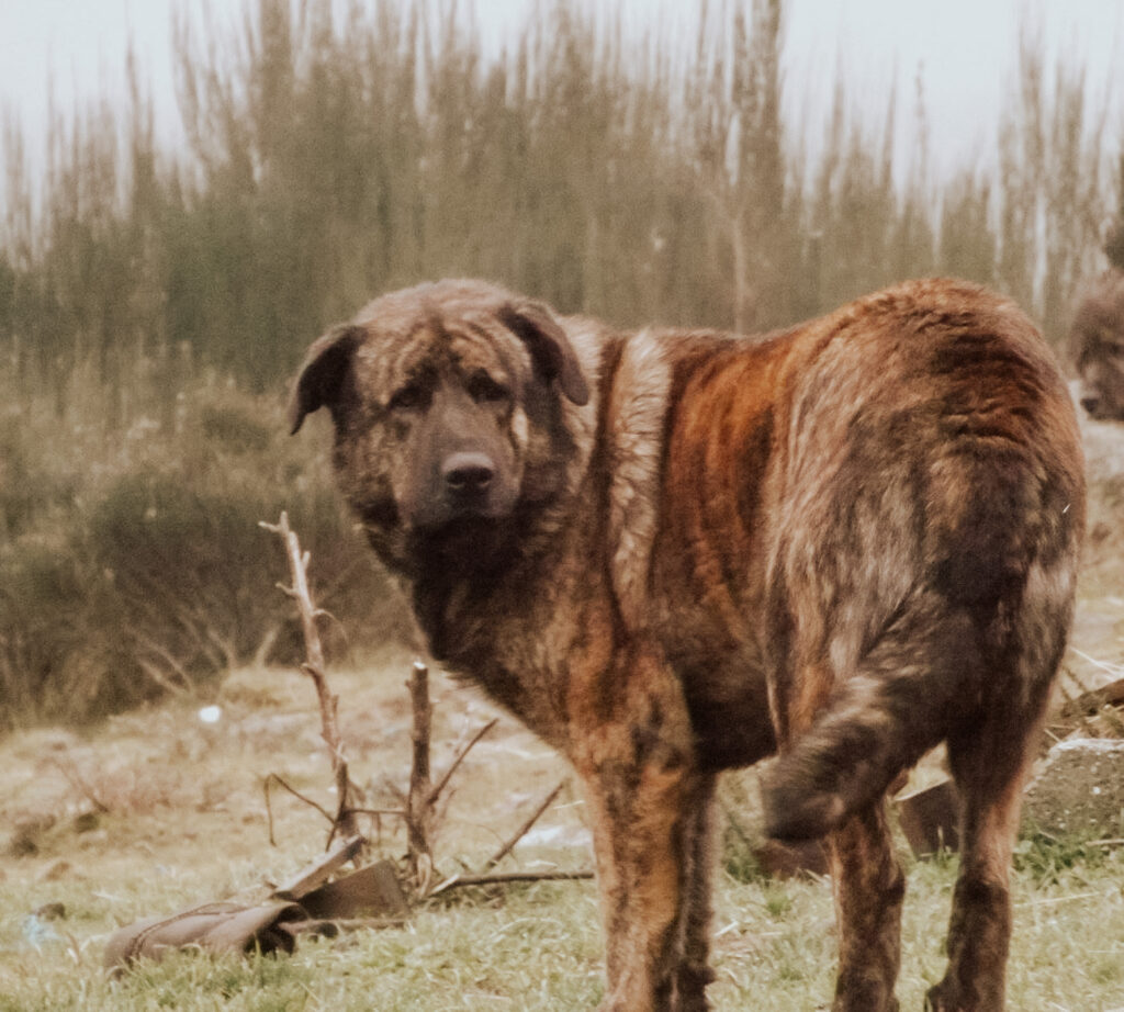 Male short haired Estrela Mountain Dog  named Heroi from the Golden Feather Kennel.
