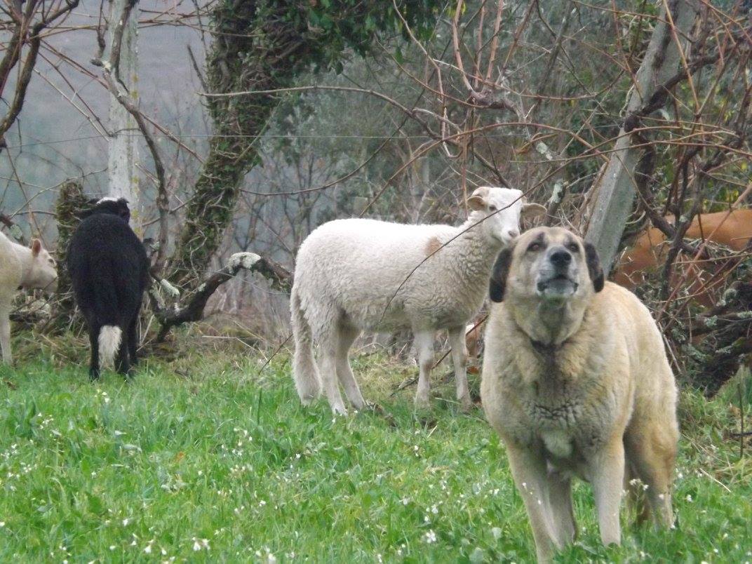 livestock guardian dog breeders focus on estrela mountain dogs