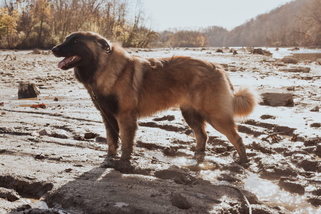 Purebred Estrela Mountain Dog female, standing beside a river 