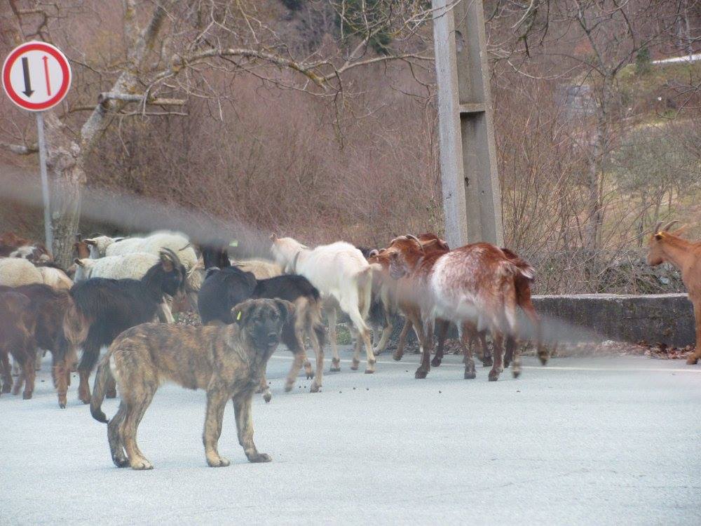 Short haired estrela mountain dog puppy with a herd of goats