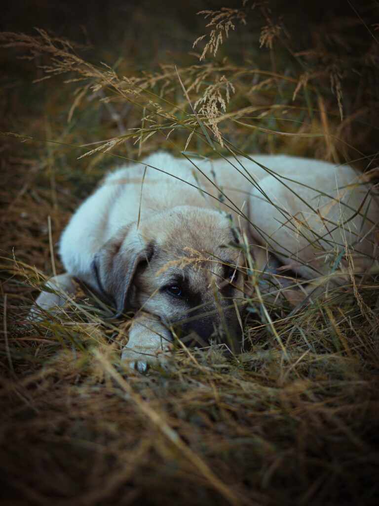 LGD puppy lying in the grass