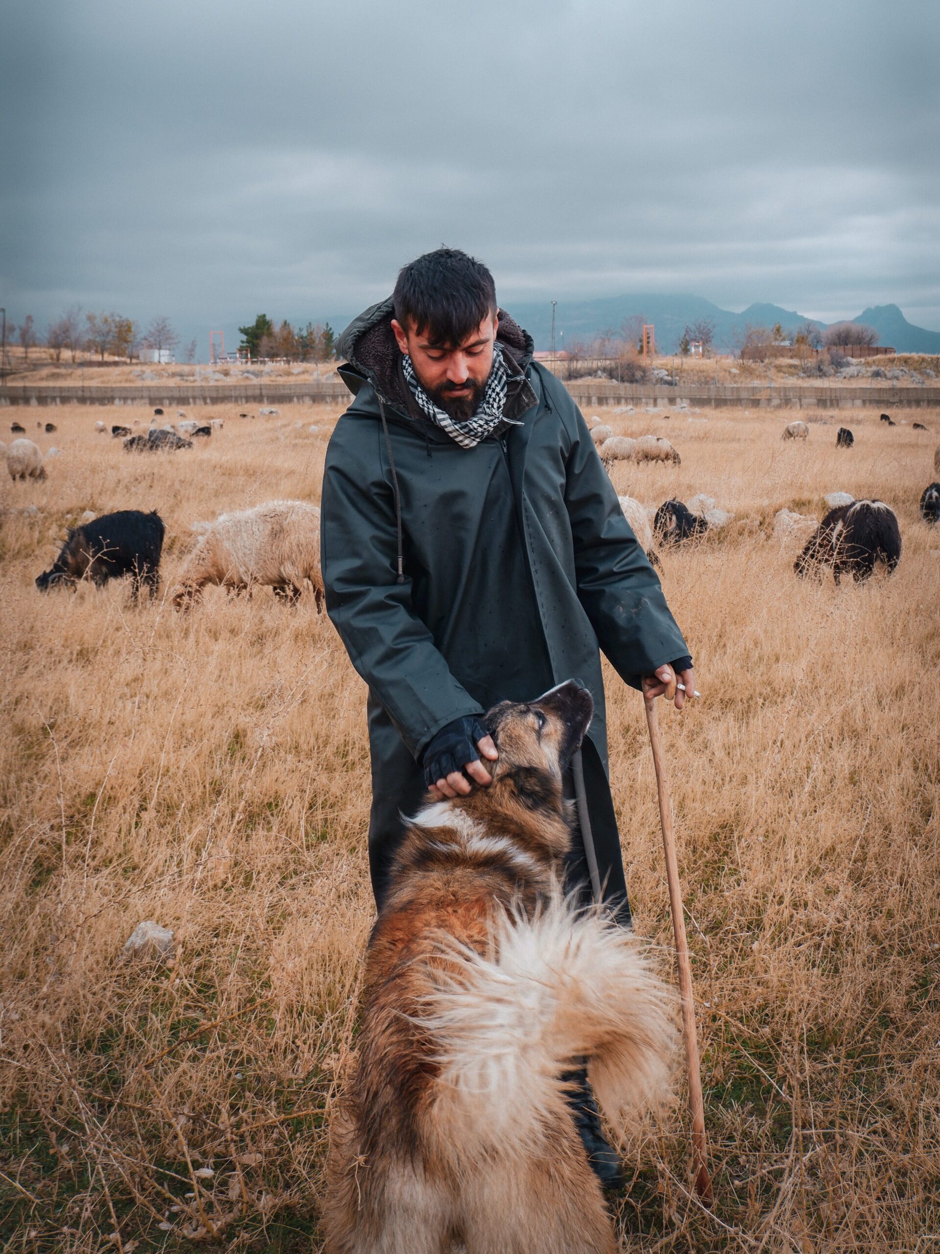 livestock guardian dog breed dog with a shepherd
