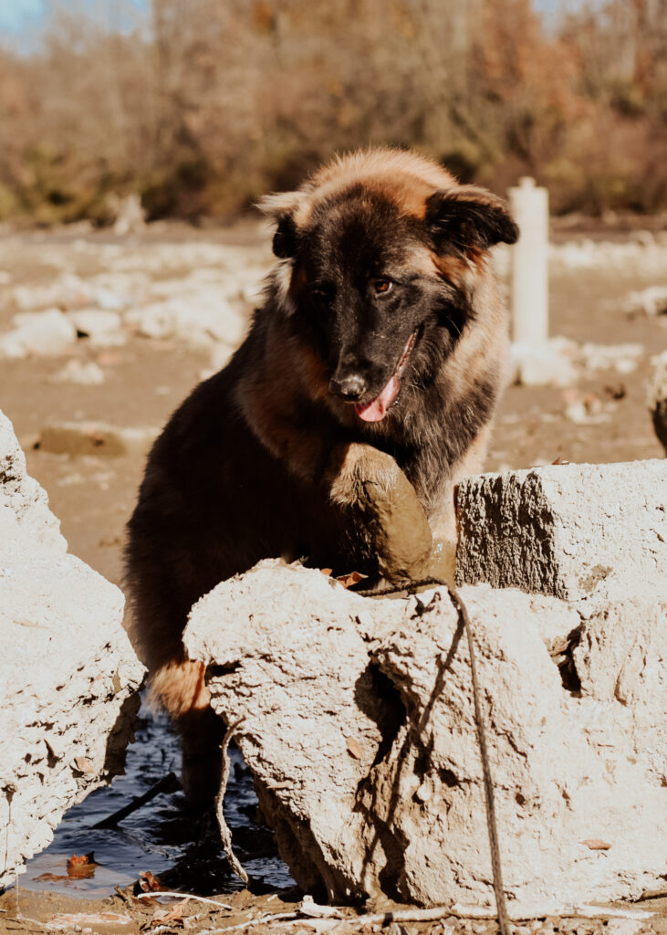 Fawn Estrela Mountain dog in the united states climbing in the mountains

