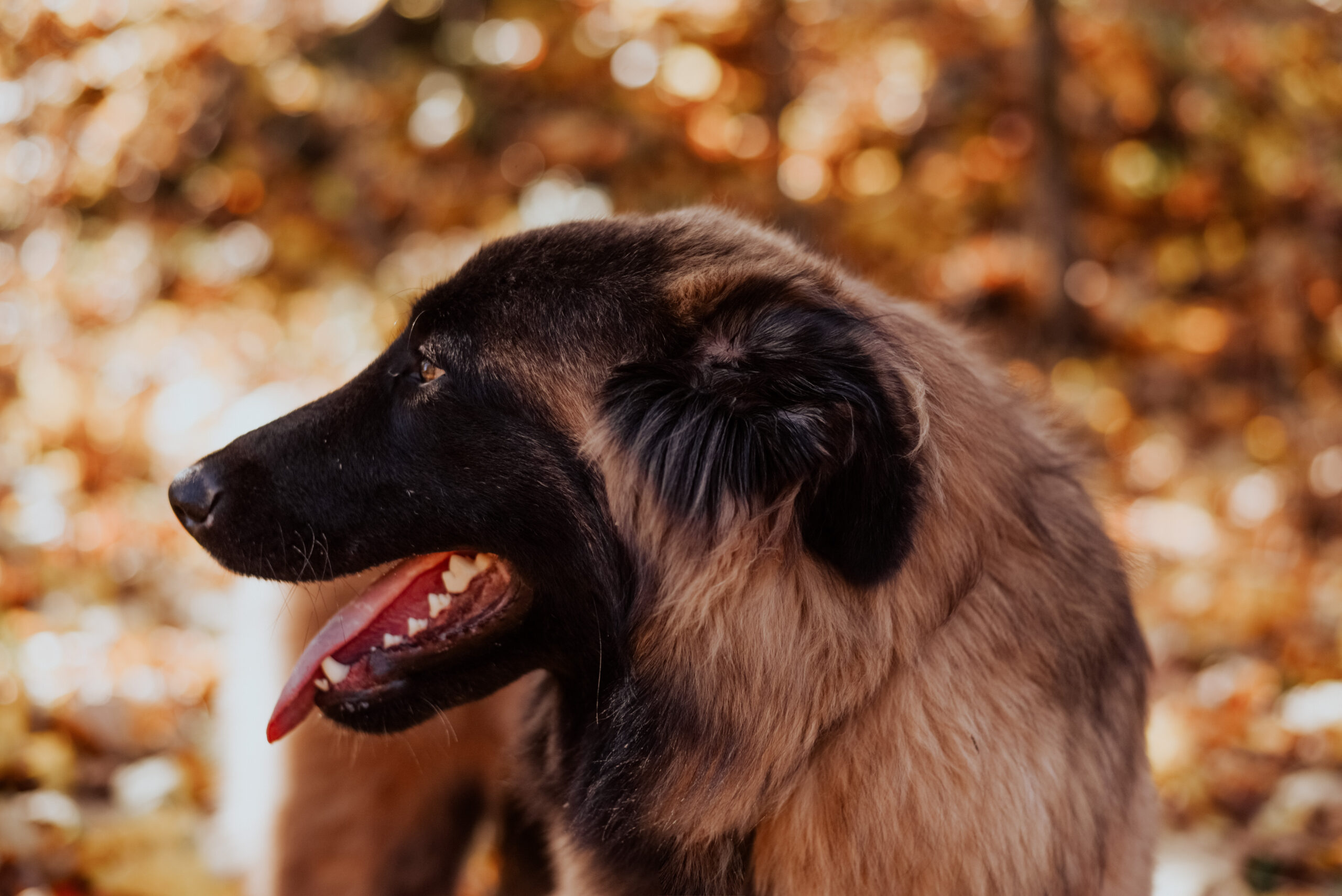 Estrela Mountain dog