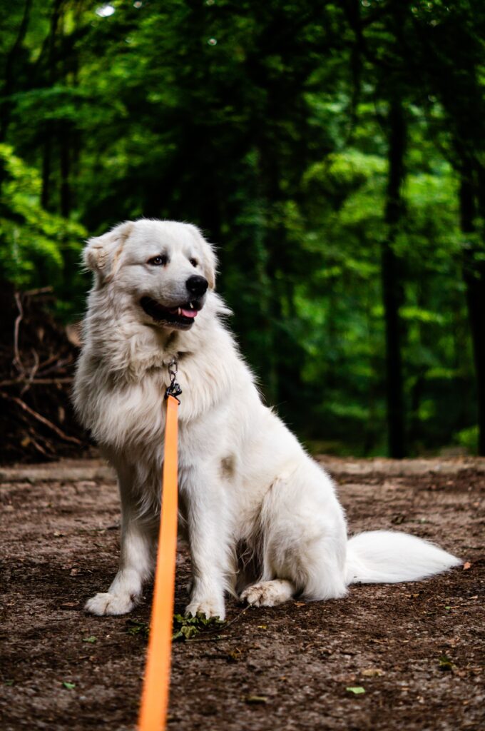 Big white guardian dog breed sitting in the woods
