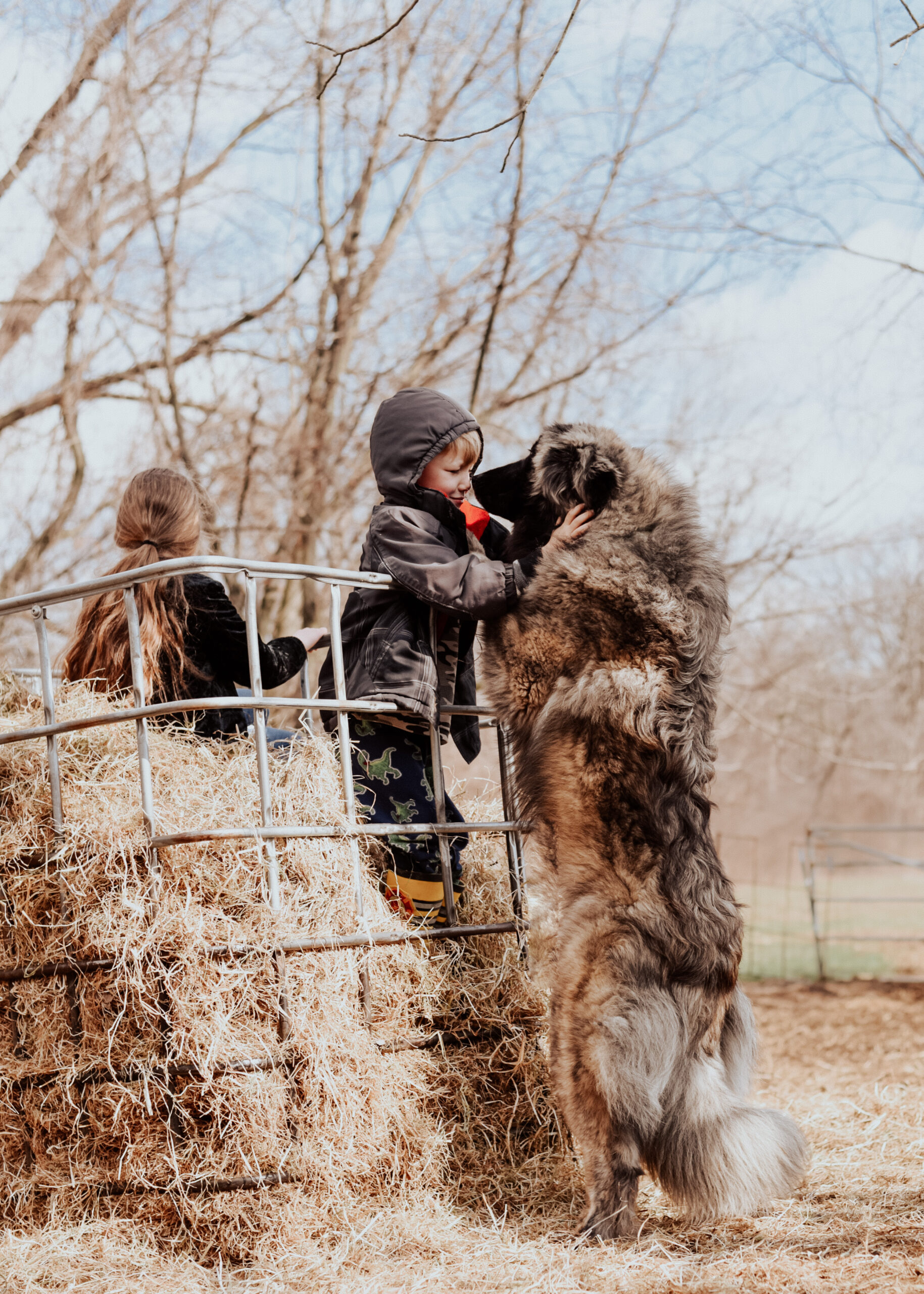 brindle estrela mountain dog standing up with a child
