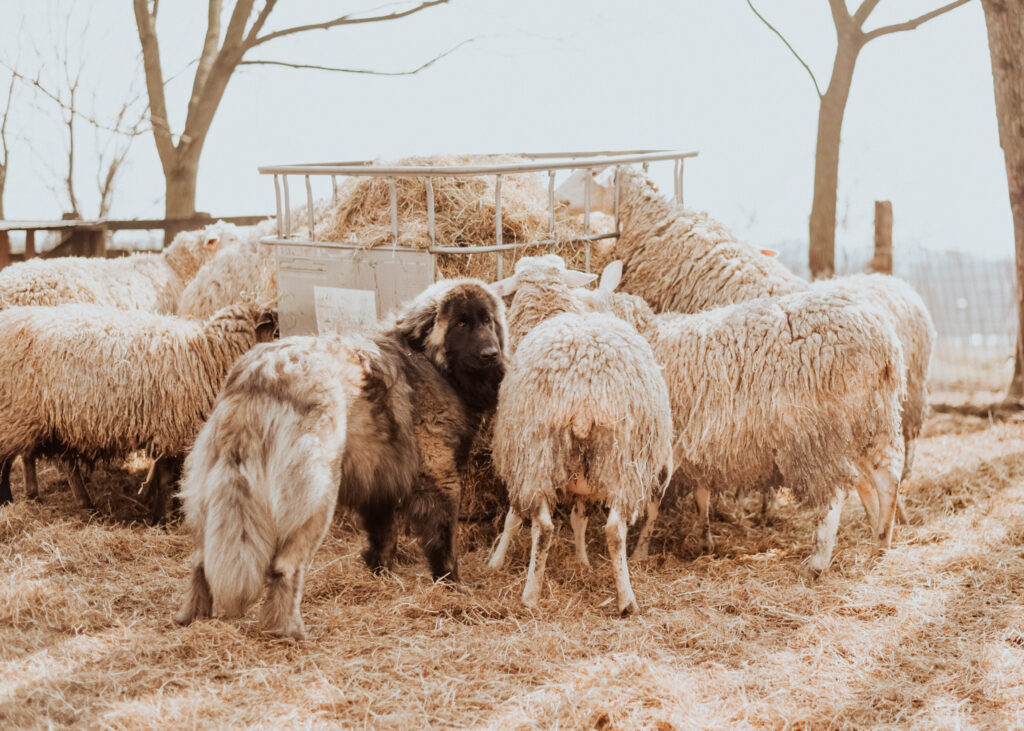 Brindle Gray Estrela Mountain dog standing with sheep 