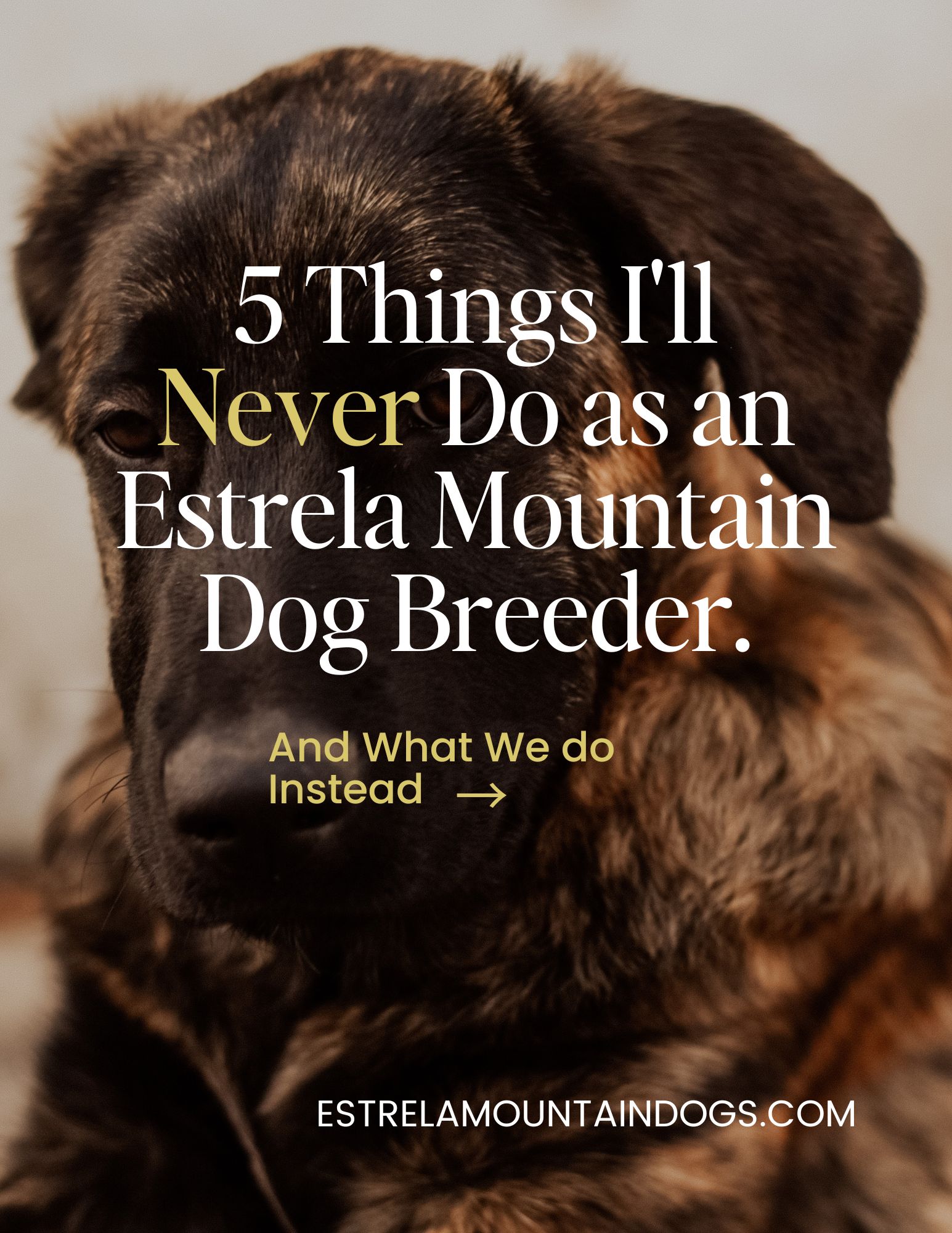 estrela mountain dog breeder information