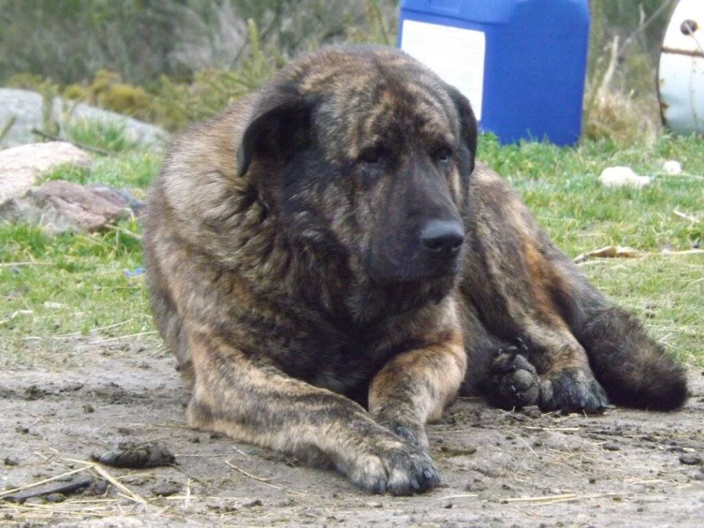 estrelamountaindogs.com short haired estrela mountain dog male from the golden feather kennel