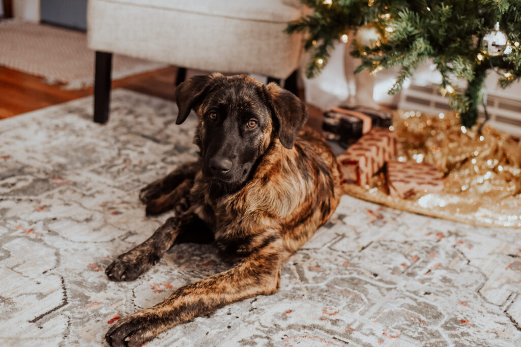 Brindle Short Haired Estrela Mountain Dog puppy lying beside a Christmas tree