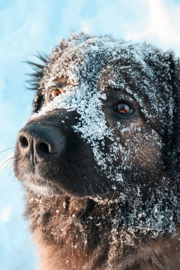 estrelamountaindogs.com livestock guardian dog in snow