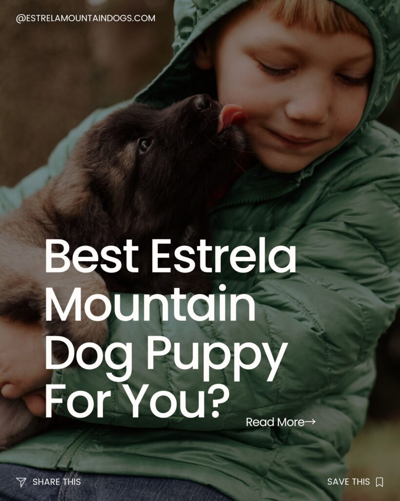 healthy estrela mountain dog puppy licking a childs face