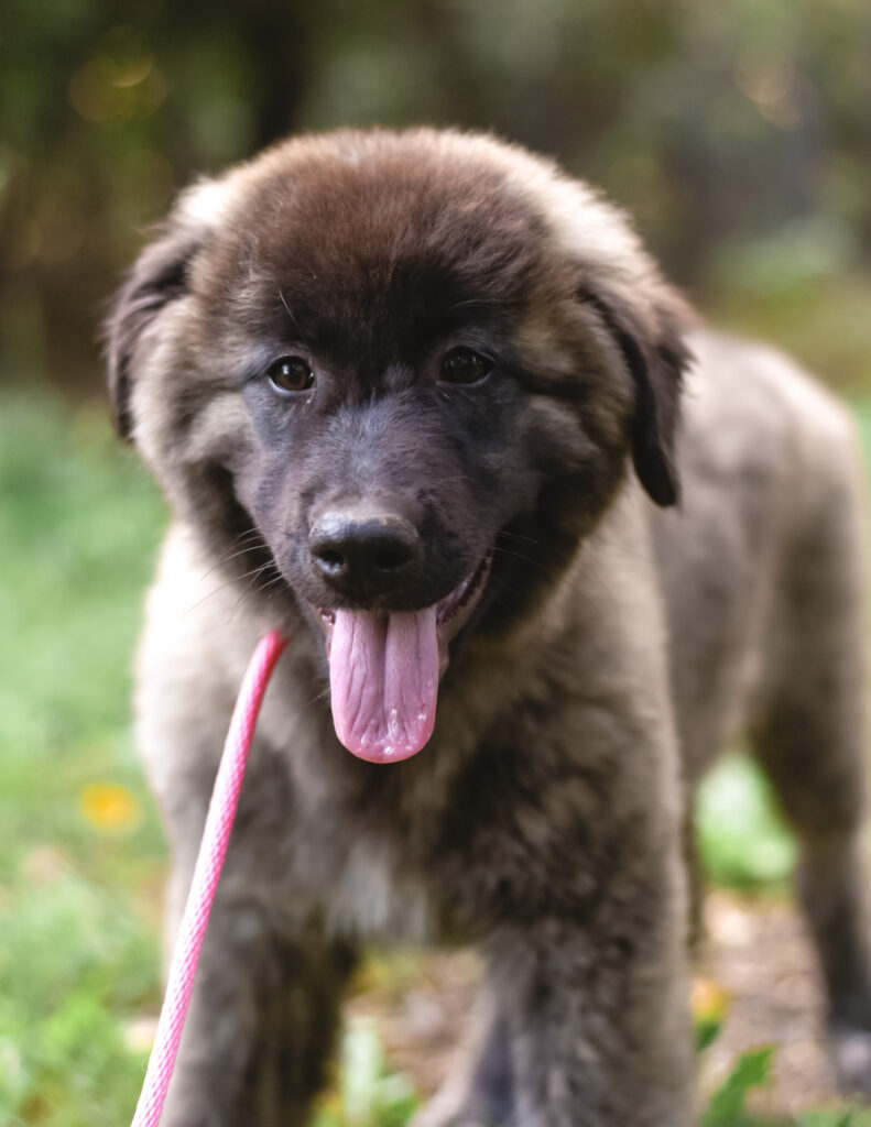 Brindle Estrela Mountain Dog Puppy from estrelamountaindogs.com
