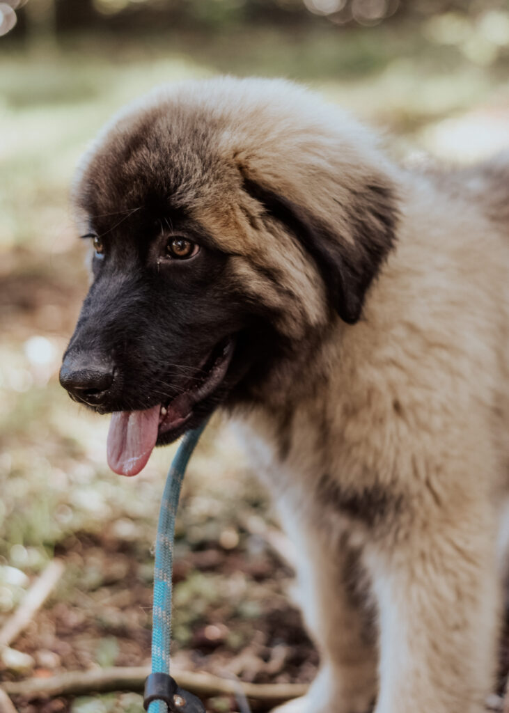 Fawn Estrela Mountain Dog Puppy from estrelamountaindogs.com