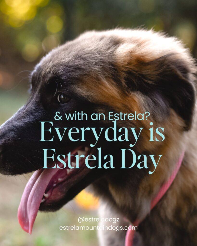 Everyday is Estrela Day with an Estrela Mountain Dog Puppy from estrelamountaindogs.com