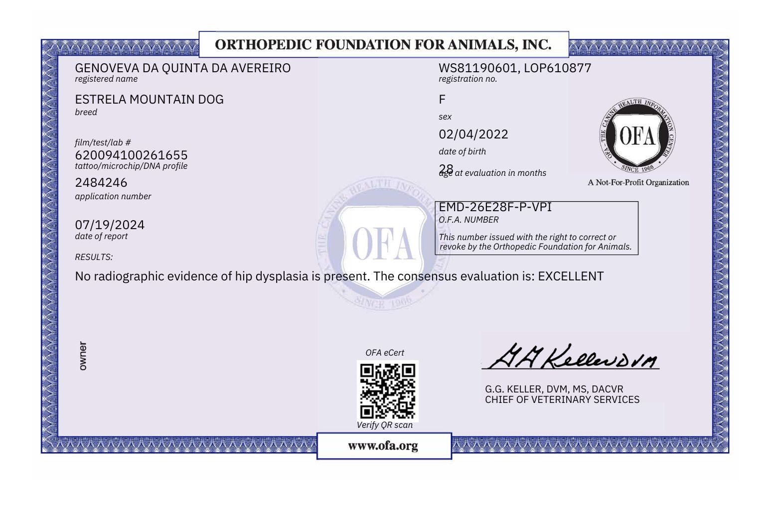 estrela mountain dog OFA health certificate