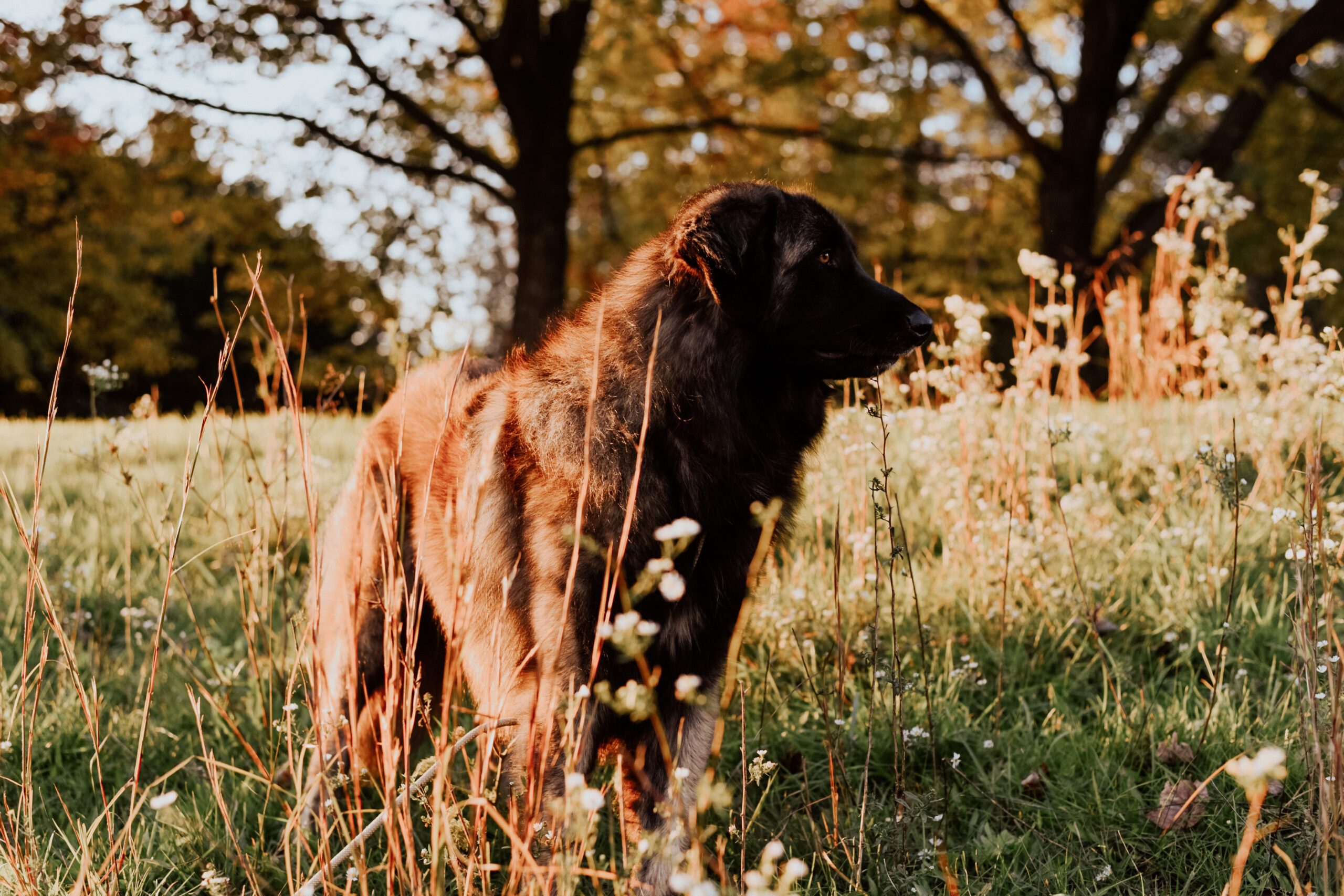 estrela mountain dog protection dog