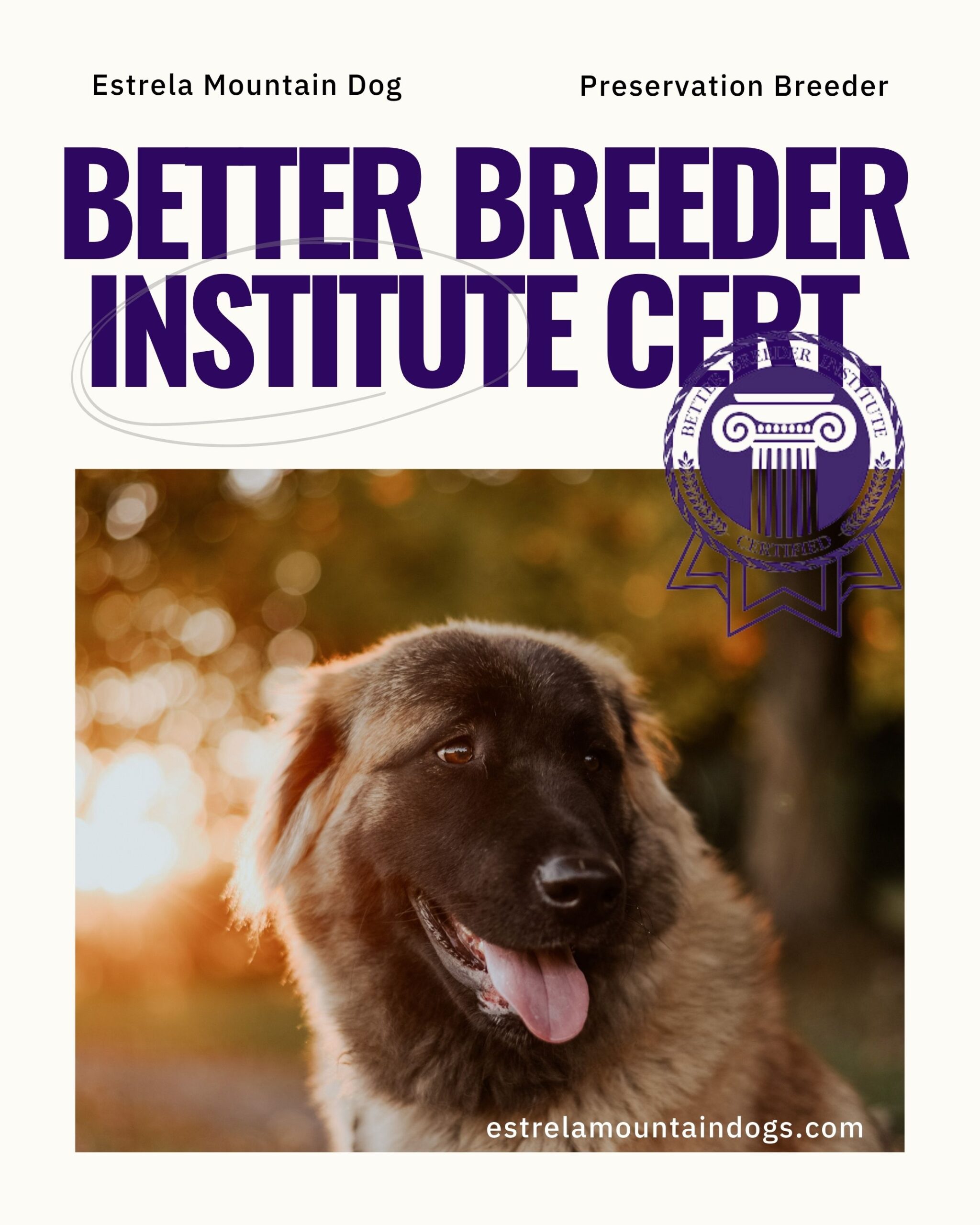 Estrela Mountain Dog Better Breeder Institute Certified