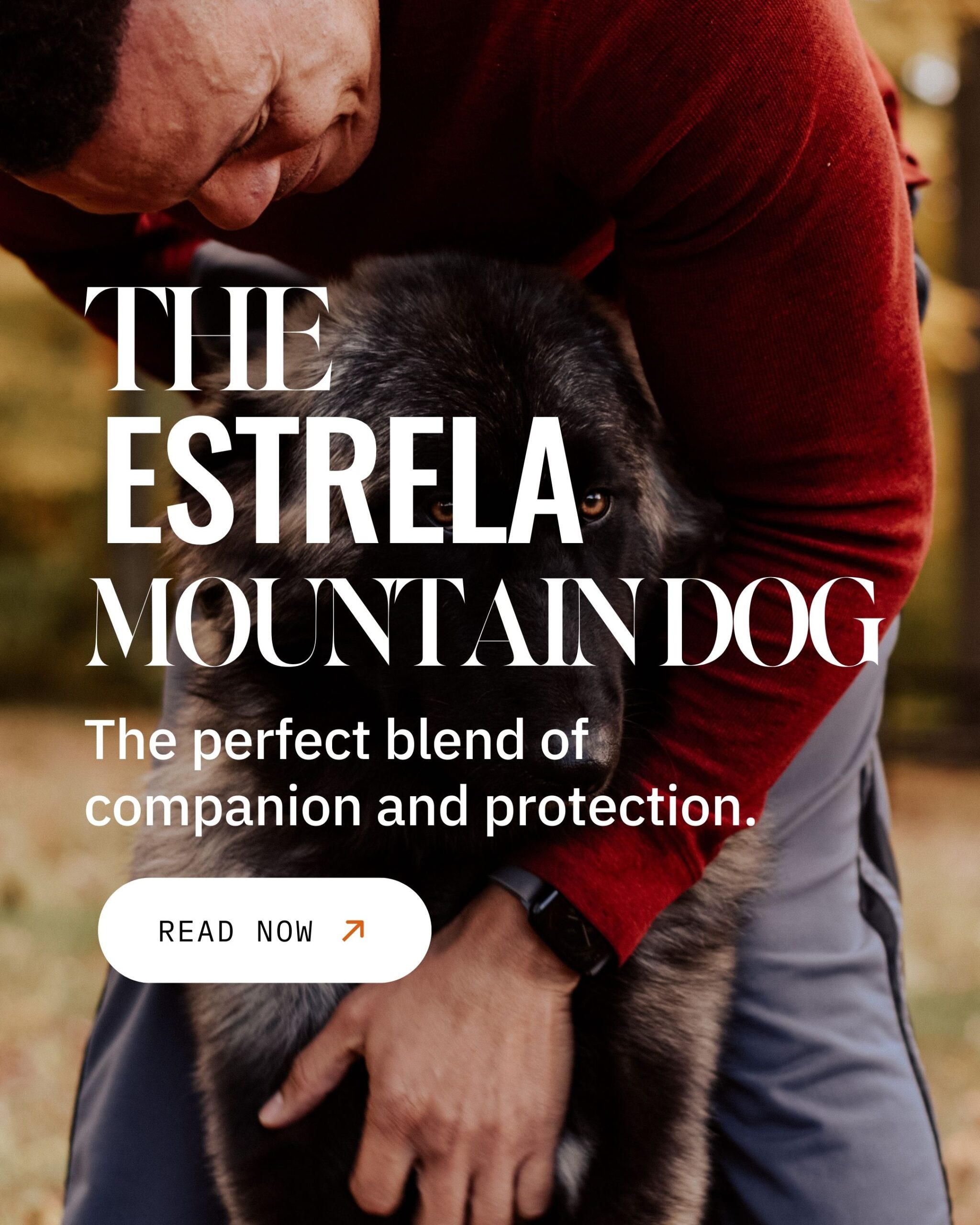 estrela mountain dog the perfect family dog