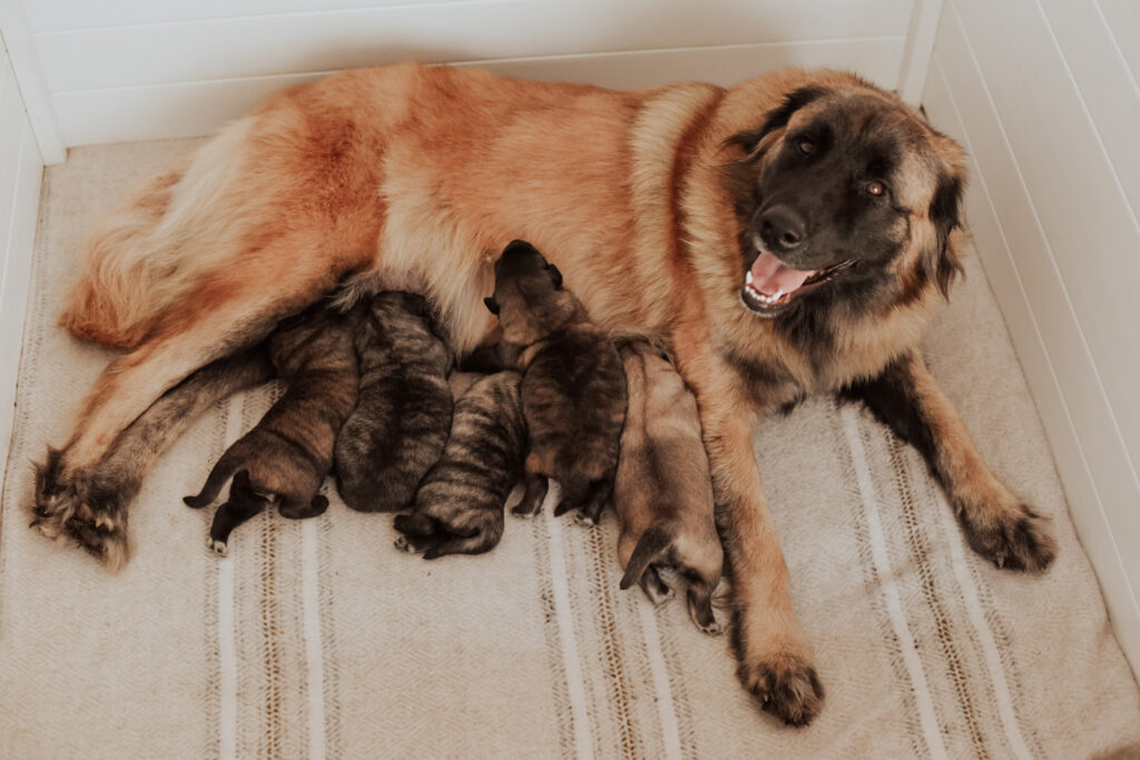 estrela mountain dog dam in the whelping box with newborn puppies