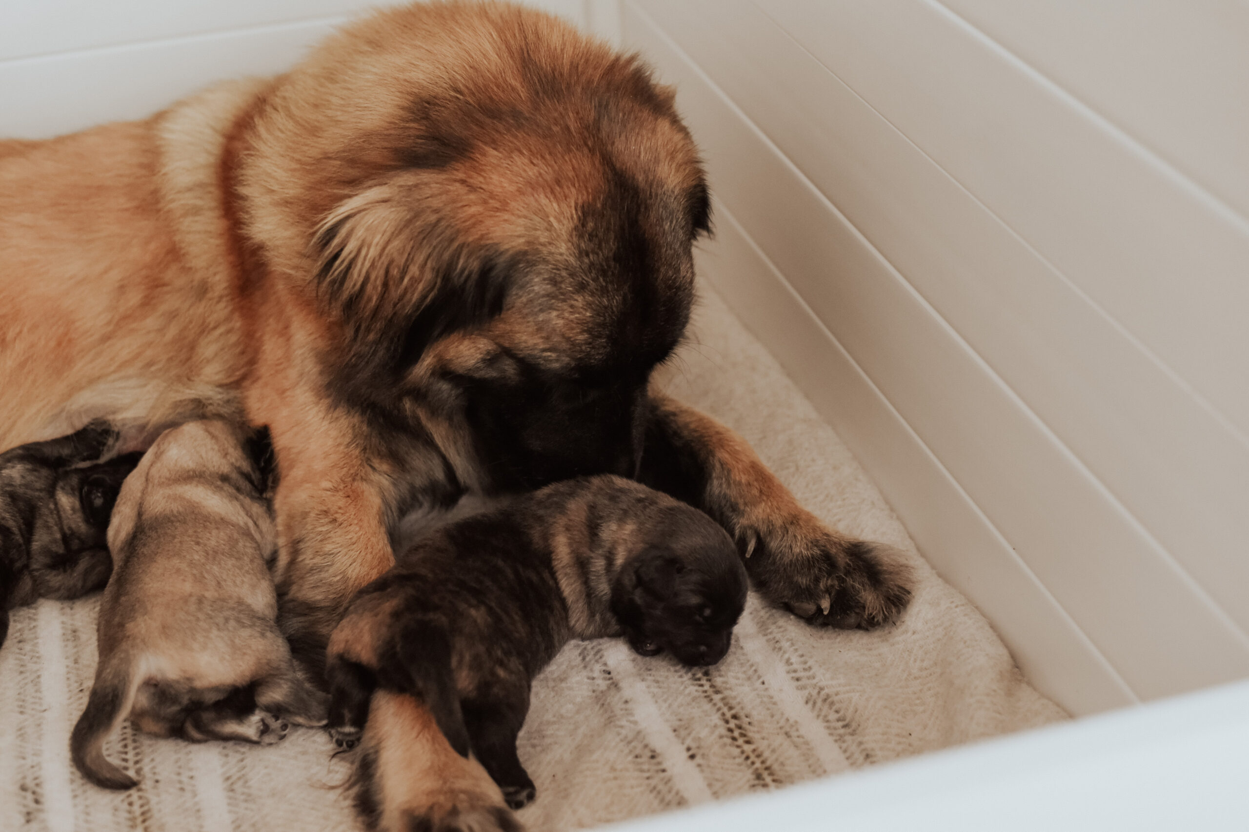 estrela mountain dog breeder