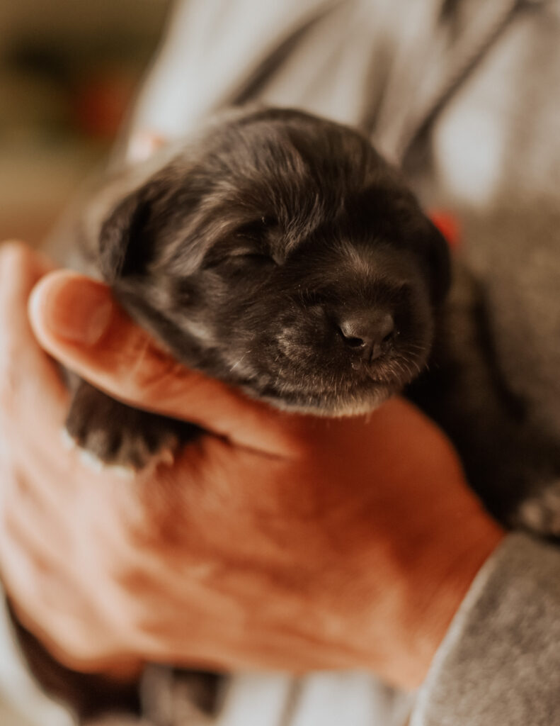 Newborn Estrela Mountain Dog Puppy at estrelamountaindogs.com