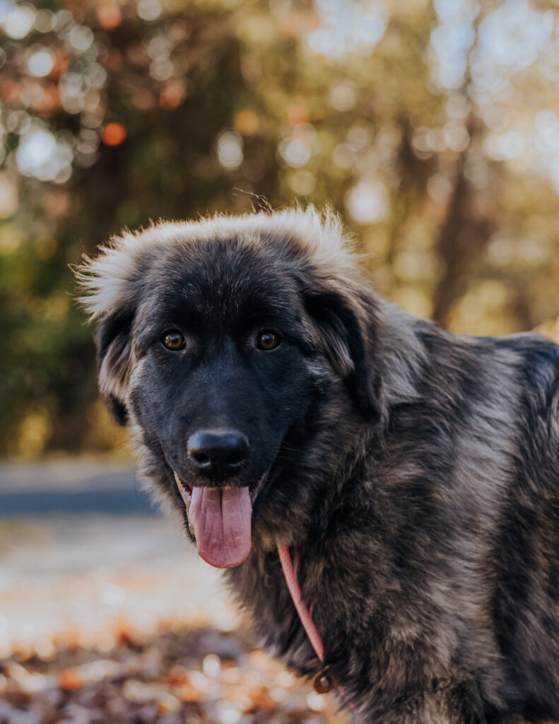 estrela mountain dog brindle puppy