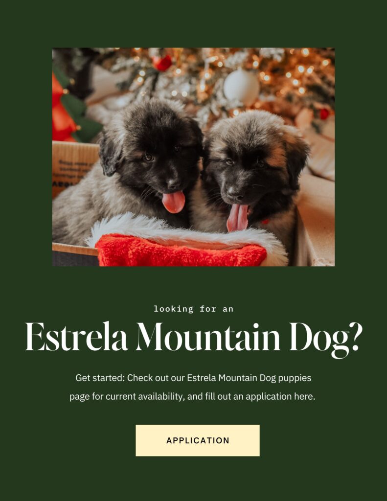 Estrela Mountain Dog Puppies for Sale at estrelamountaindogs.com