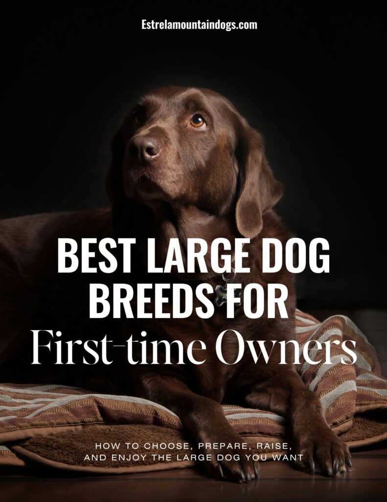 Best Large Dog Breeds for First-Time Owners