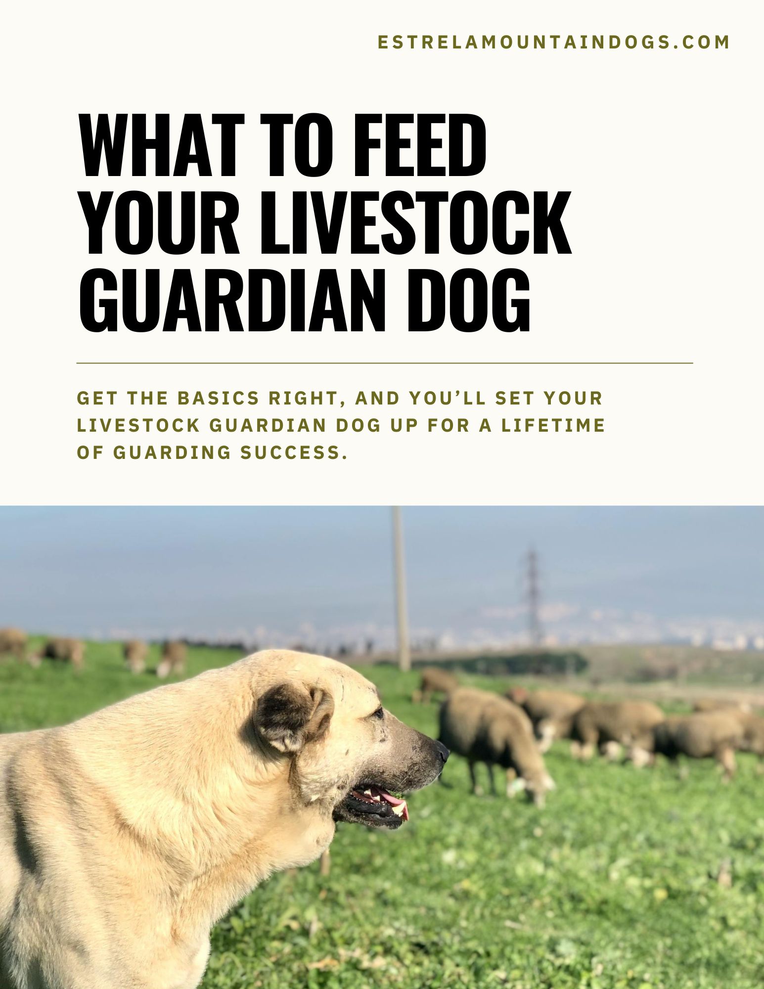 feeding a livestock guardian dog